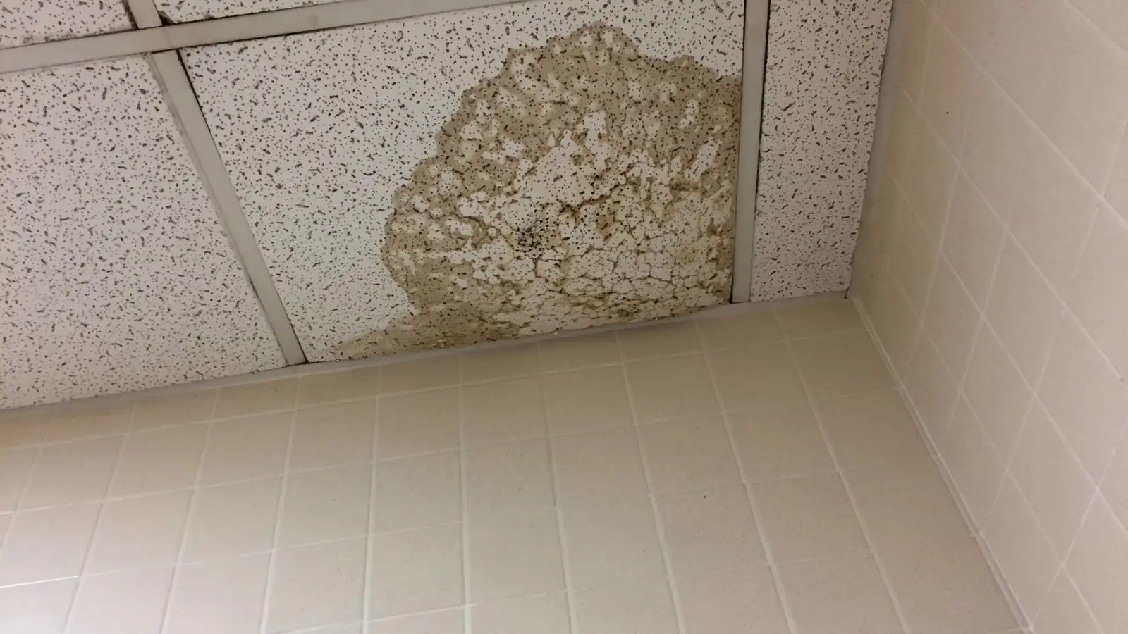 Stained acoustic ceiling tile in the corner of a room