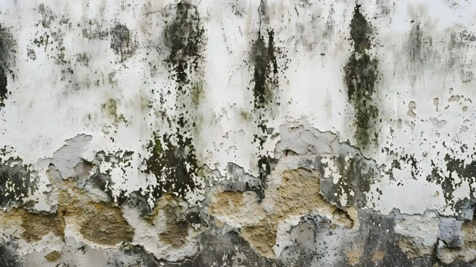 Green and black mold streaks running down a peeling painted wall
